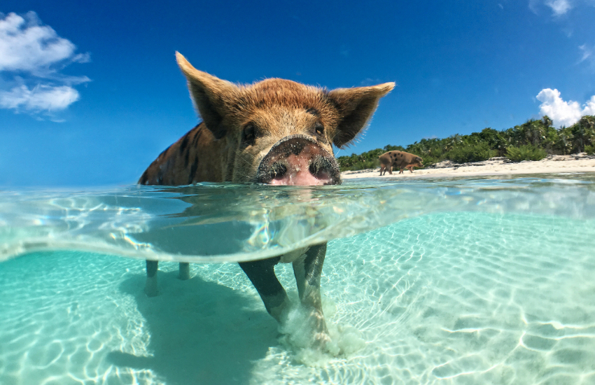 The Bahamas