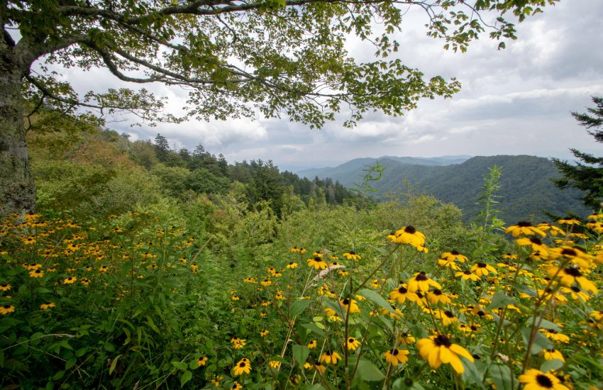 Great Smoky Mountains