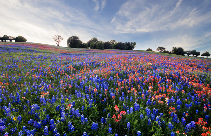 Hill Country