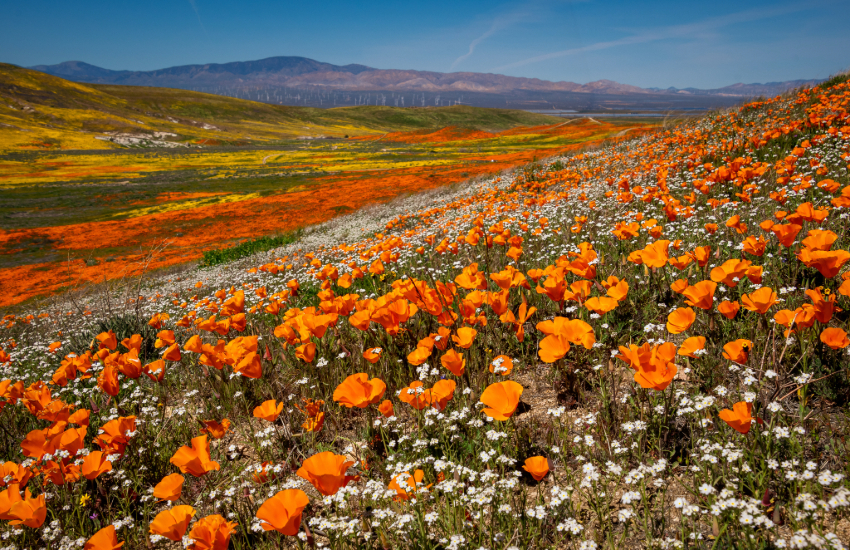 Antelope Valley