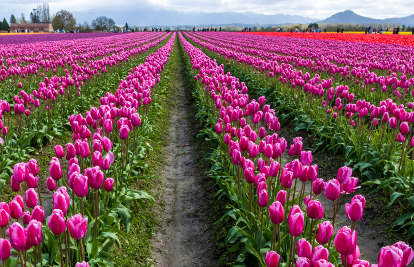 Skagit Valley
