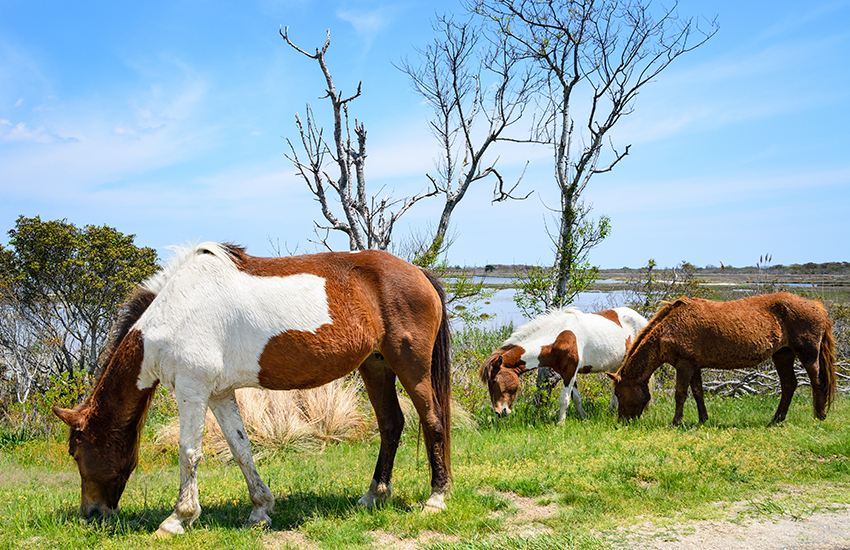 Assateague Island, Maryland