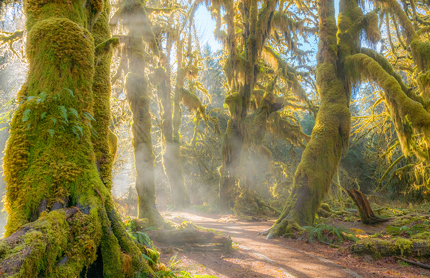 Hoh Rain Forest, Washington