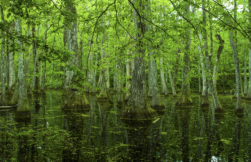 Cypress Swamp on the Natchez Trace in Mississippi