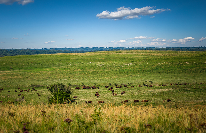 A herd of bison on the Tallgrass Prairie National Preserve