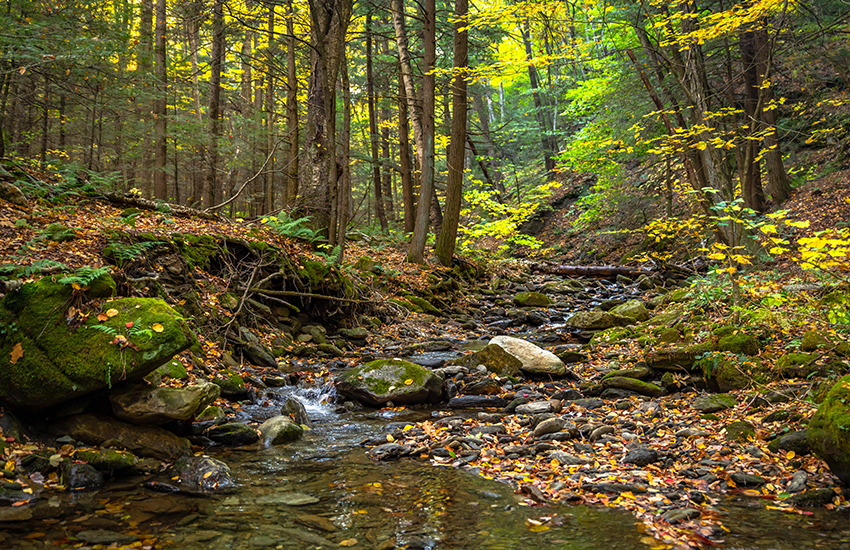 A stream in a forest in The Berkshires, Massachusetts