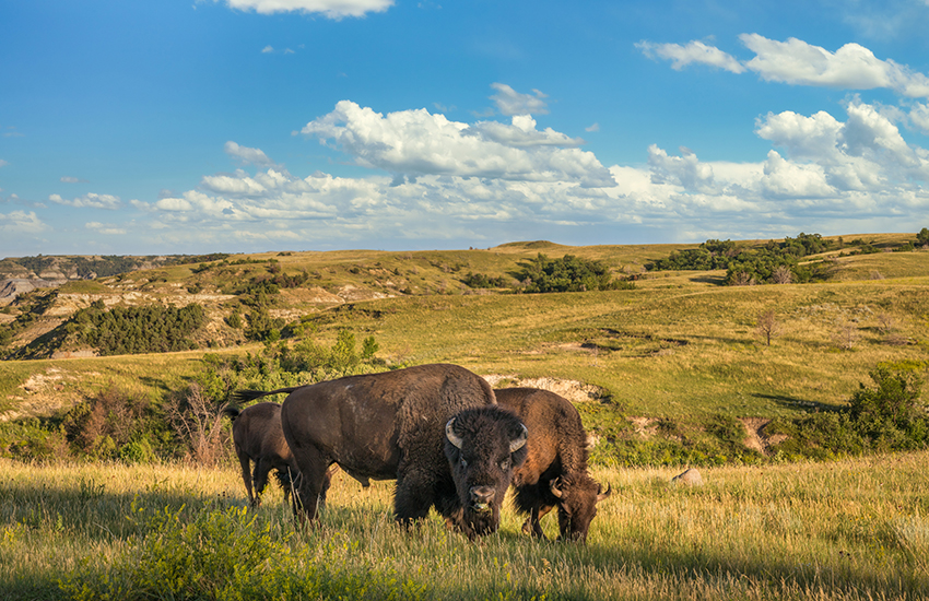 Theodore Roosevelt National Park, North Dakota