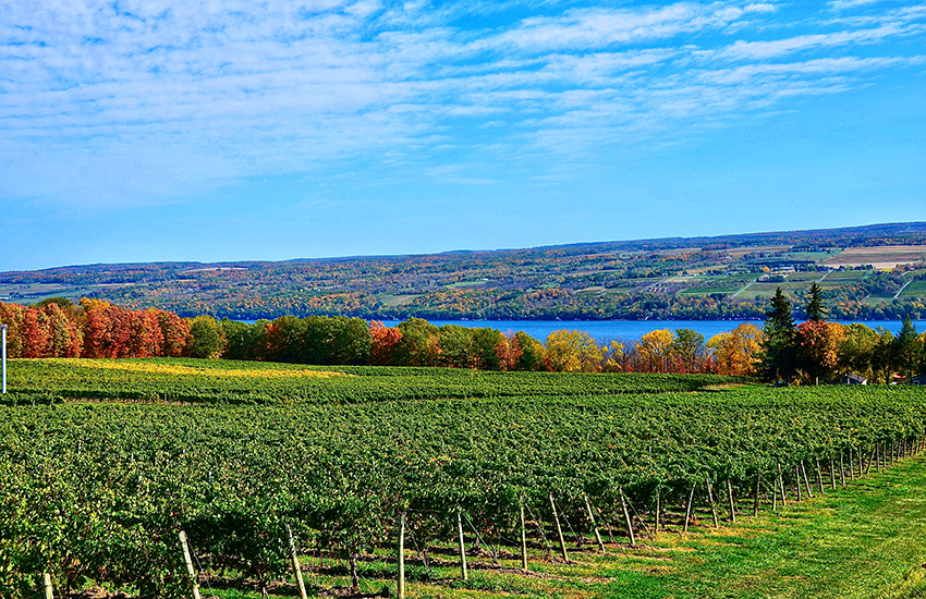 Finger lakes vineyard with foliage